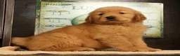Golden Retriever dogs for sale: Harry - Ad 8