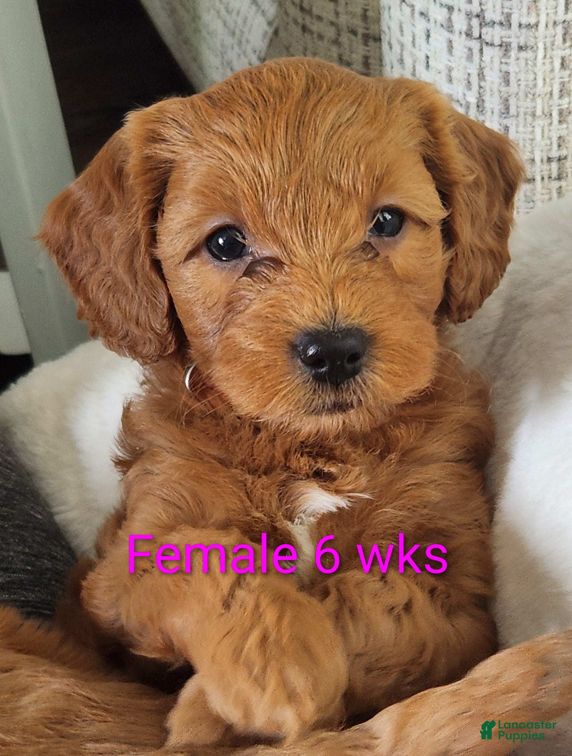 Mini Goldendoodle dogs Mini Goldendoodle 3 - Ad 6