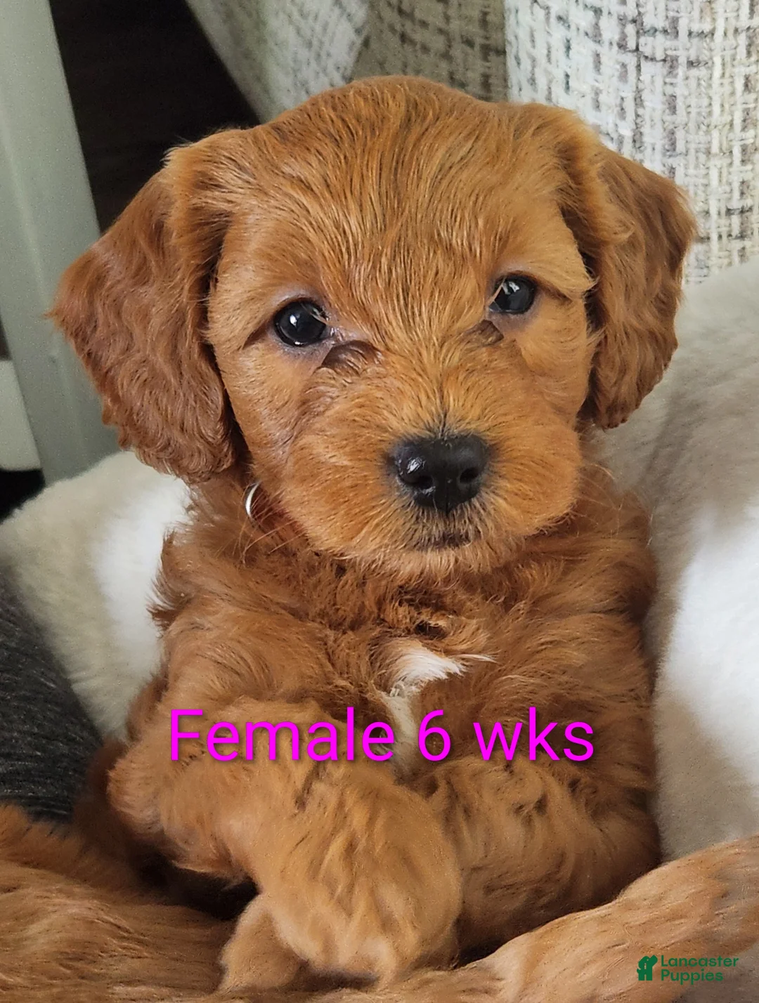 Mini Goldendoodle dogs for sale: Mini Goldendoodle 3 - Ad 1