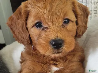 Mini Goldendoodle dogs Mini Goldendoodle 3 - Ad 6