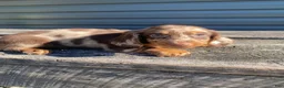 Miniature Dachshund dogs for sale: Hank - Ad 3