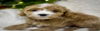 Cavapoo Puppy 3