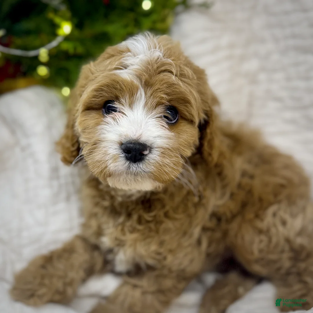 Cavapoo dogs for sale: Cavapoo Puppy 3 - Ad 1