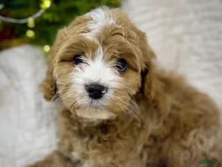 Cavapoo dogs Cavapoo Puppy 3 - Ad 30