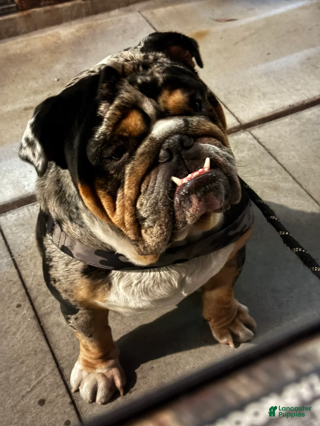 English Bulldog dogs for stud: Diesel - Ad 1