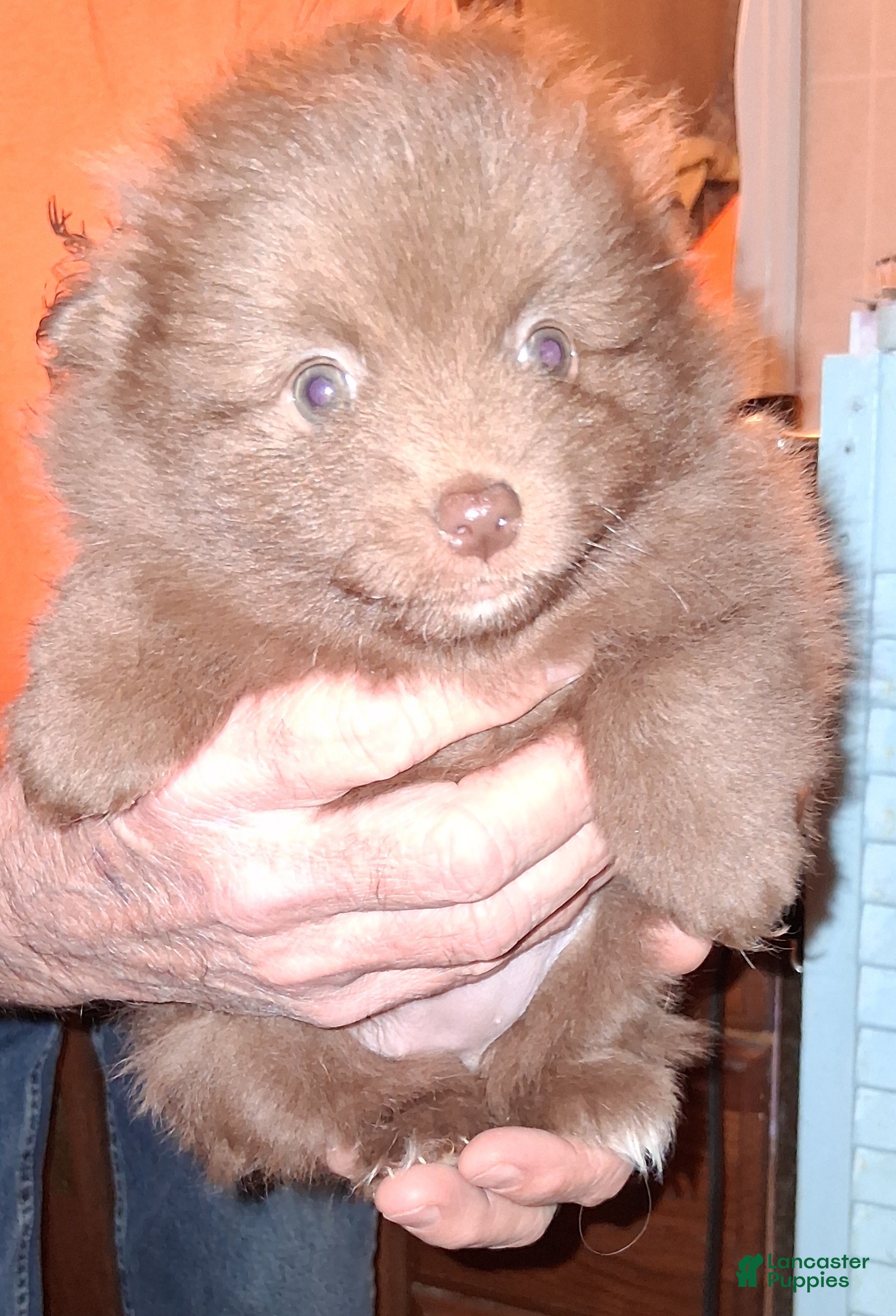 Pomeranian dogs Pomeranian Puppy 2 - Ad 15