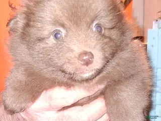 Pomeranian dogs Pomeranian Puppy 2 - Ad 15