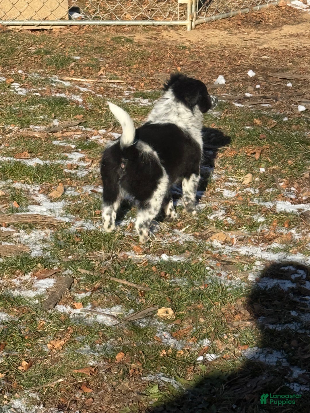 Mixed Breed dogs for sale: Mixed Breed Puppy 1 - Ad 4