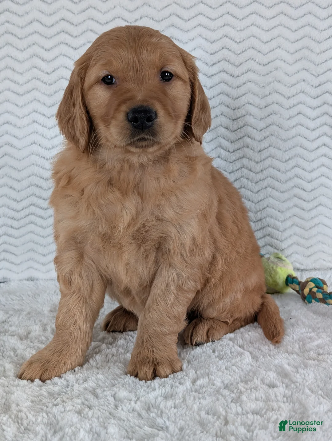 Golden Retriever dogs for sale: Brady - Ad 6