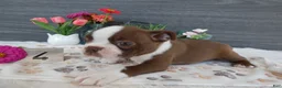 Boston Terrier dogs for sale: Boston Terrier 4 Gracy - Ad 5