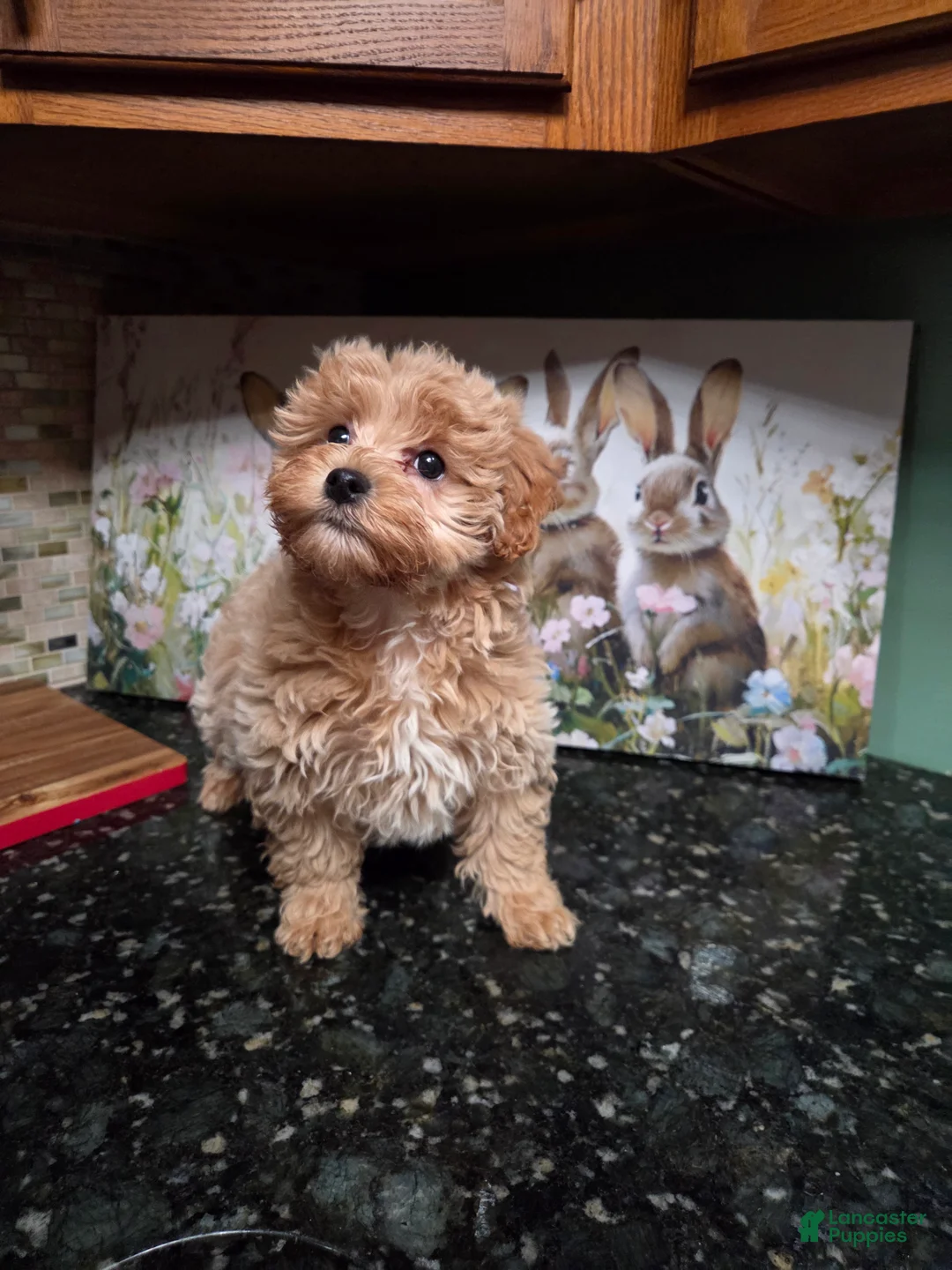Shihpoo dogs for sale: Gracie  - Ad 2
