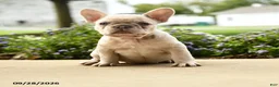 French Bulldog dogs for sale: Lola - Ad 4