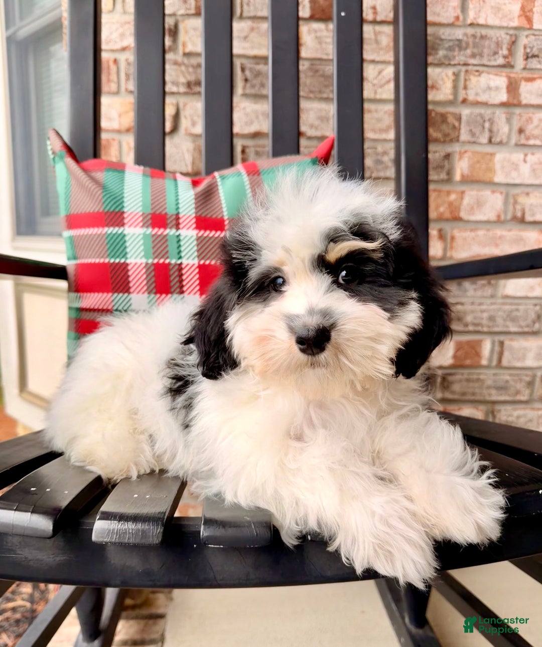Bernedoodle dogs for sale: Emmett - Ad 3