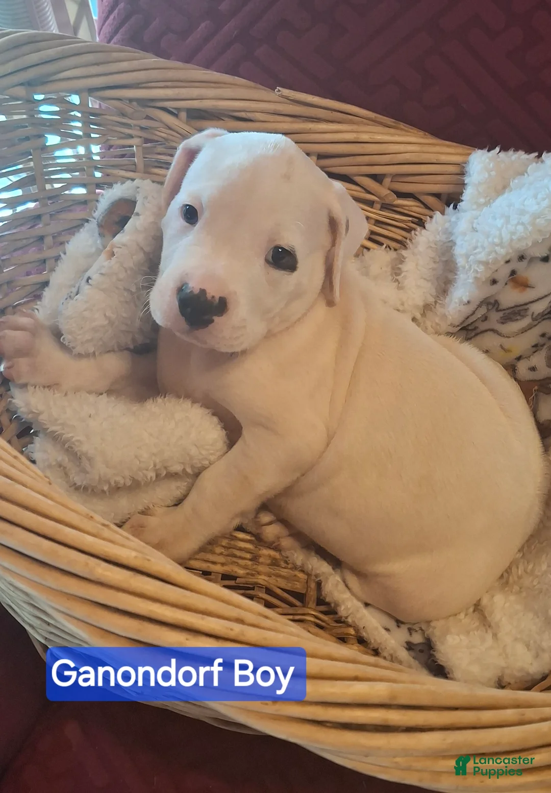 American Bulldog dogs for sale: Ganondorf  - Ad 1
