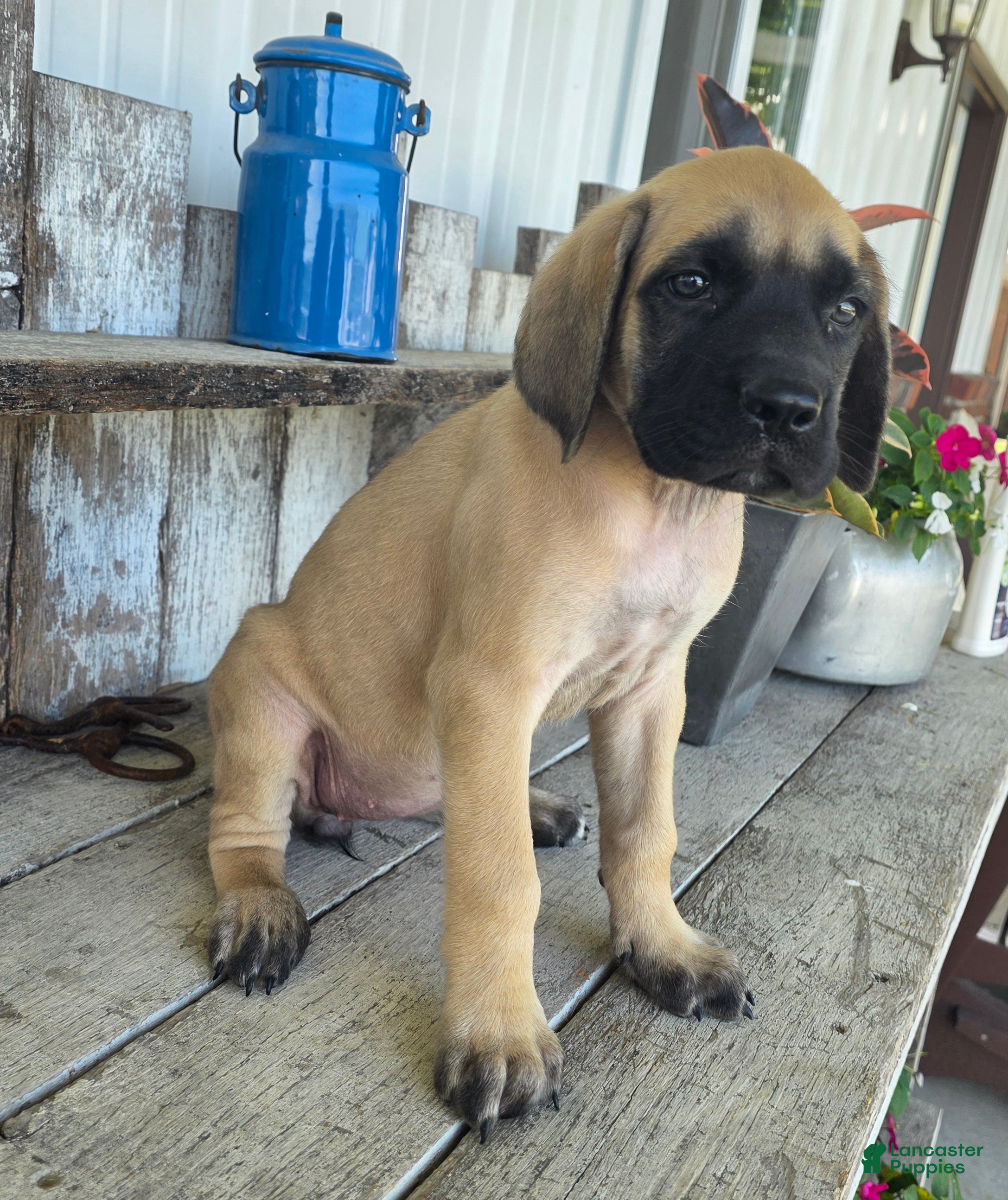 English Mastiff dogs Betsy - Ad 2
