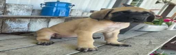 English Mastiff dogs for sale: Betsy - Ad 2
