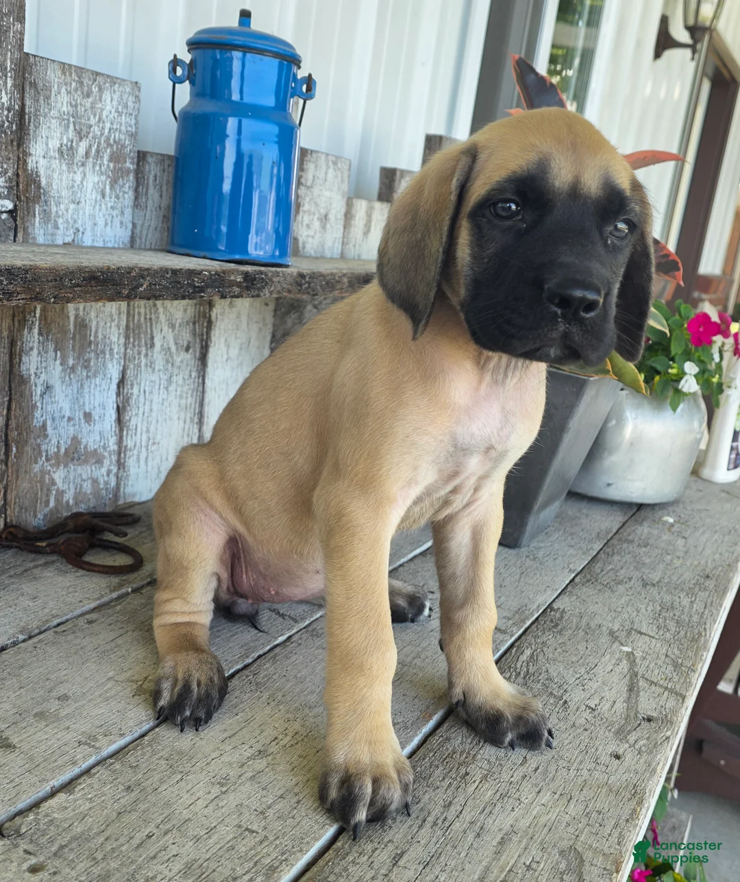 English Mastiff dogs for sale: Betsy - Ad 2