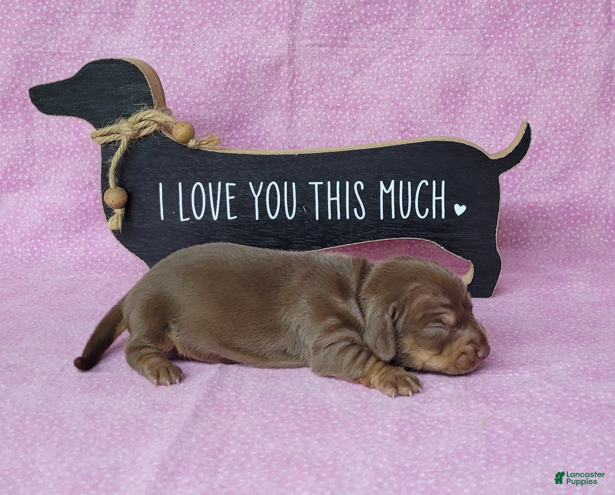 Miniature Dachshund dogs Cora AKC delivery available  - Ad 36