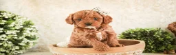 Cavapoo dogs for sale: Haven - Ad 7