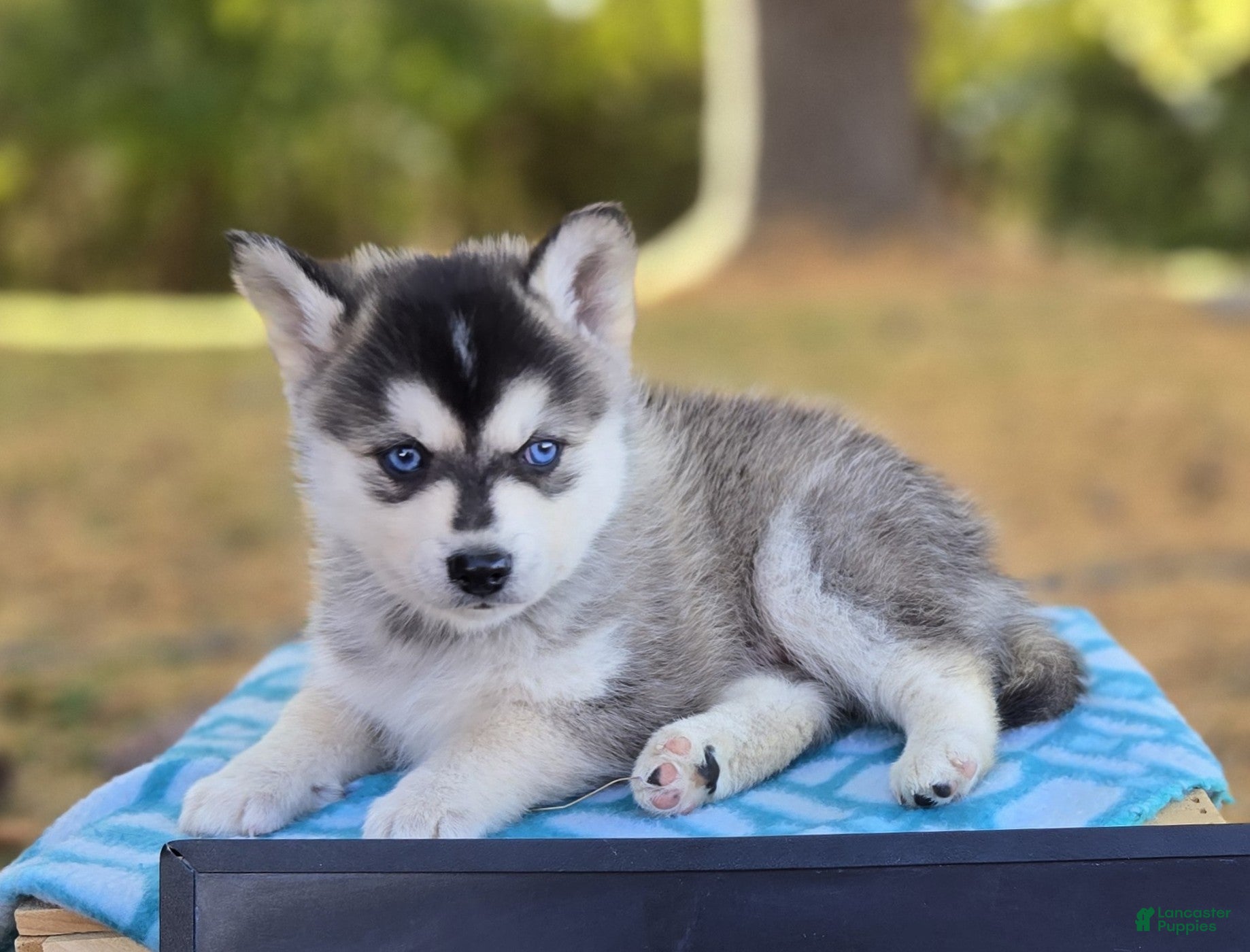 Pomsky dogs Prince Charming - Ad 34
