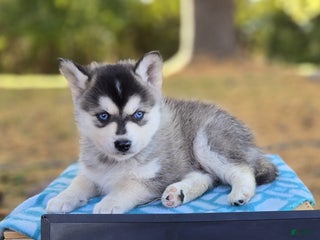 Pomsky dogs Prince Charming - Ad 29