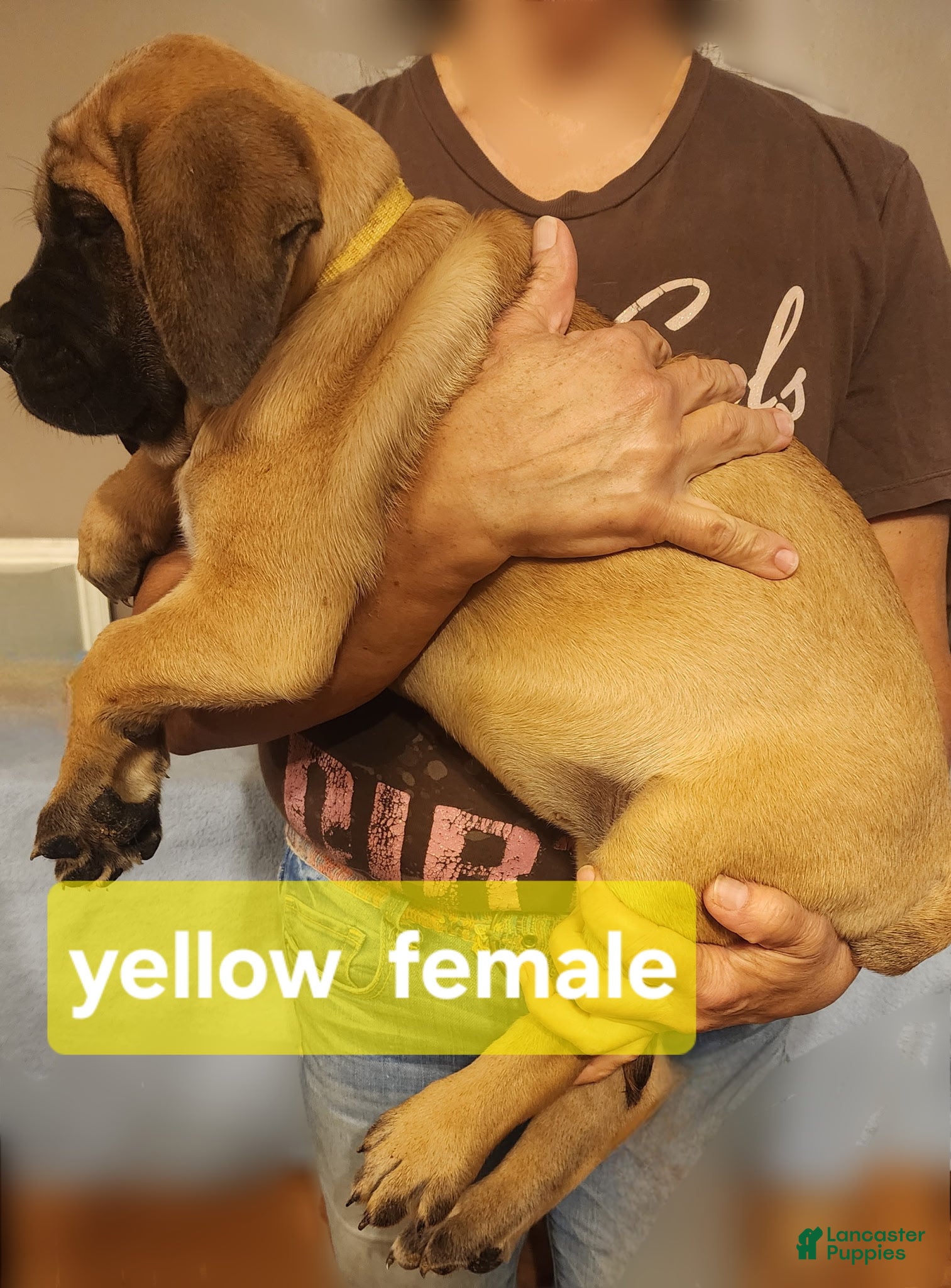 English Mastiff dogs English Mastiff Puppy 4 - Ad 24