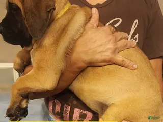 English Mastiff dogs English Mastiff Puppy 4 - Ad 24