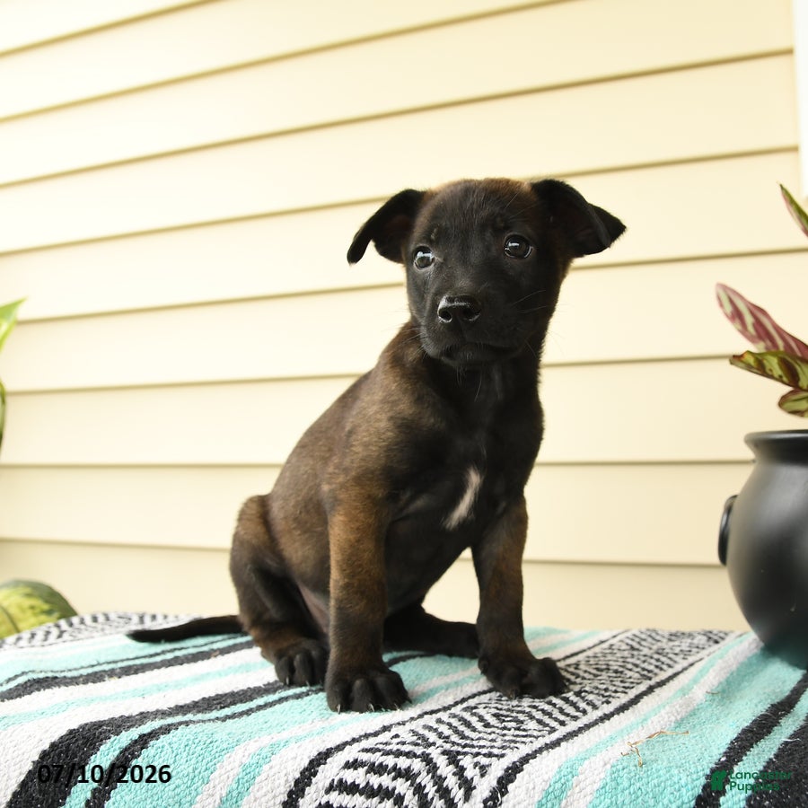 Belgian Malinois dogs Amina - Ad 2