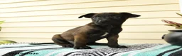 Belgian Malinois dogs for sale: Amina - Ad 2