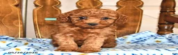 Cavapoo dogs for sale: Penny - Ad 3