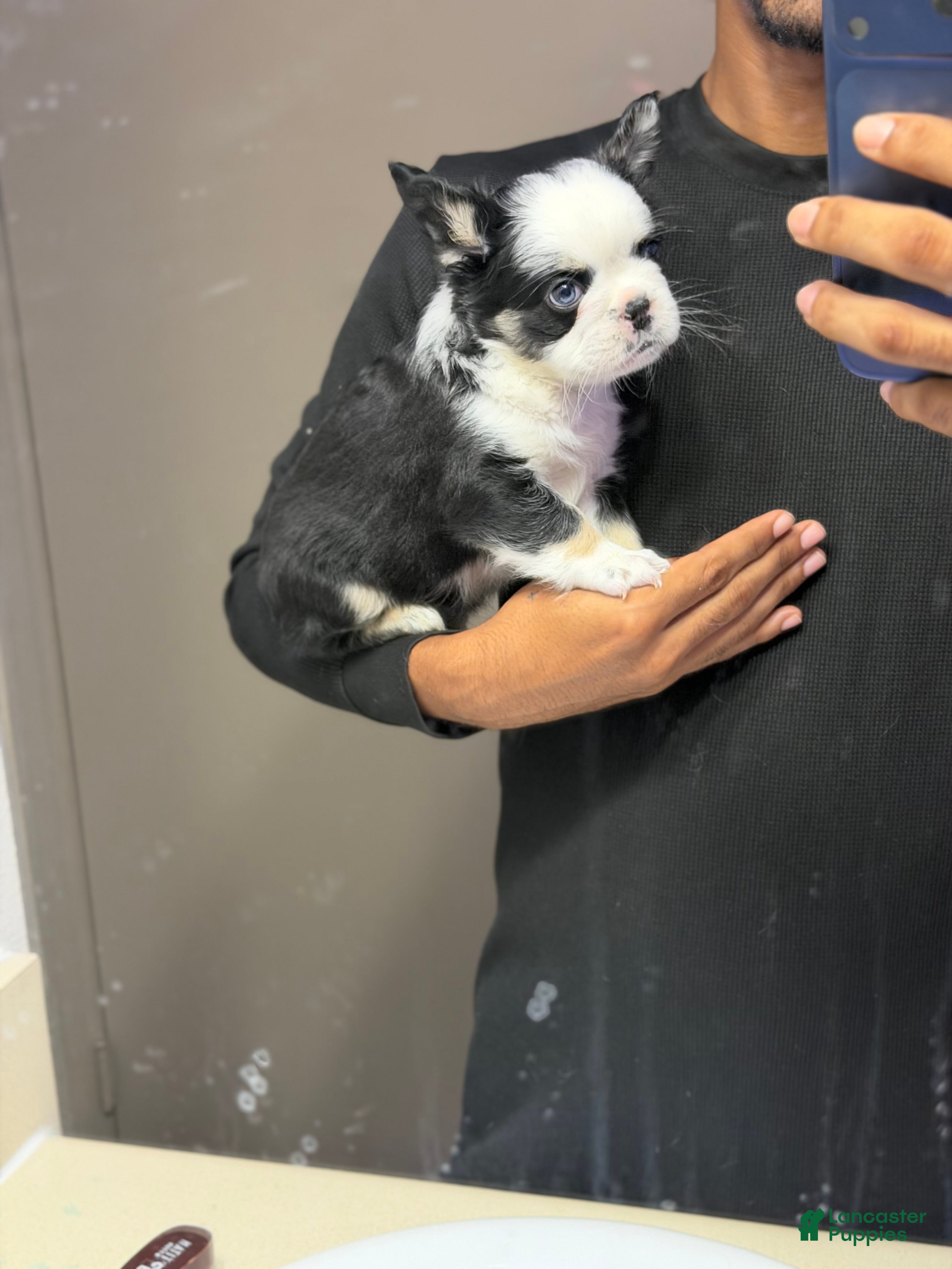 French Bulldog dogs Diamond  - Ad 2