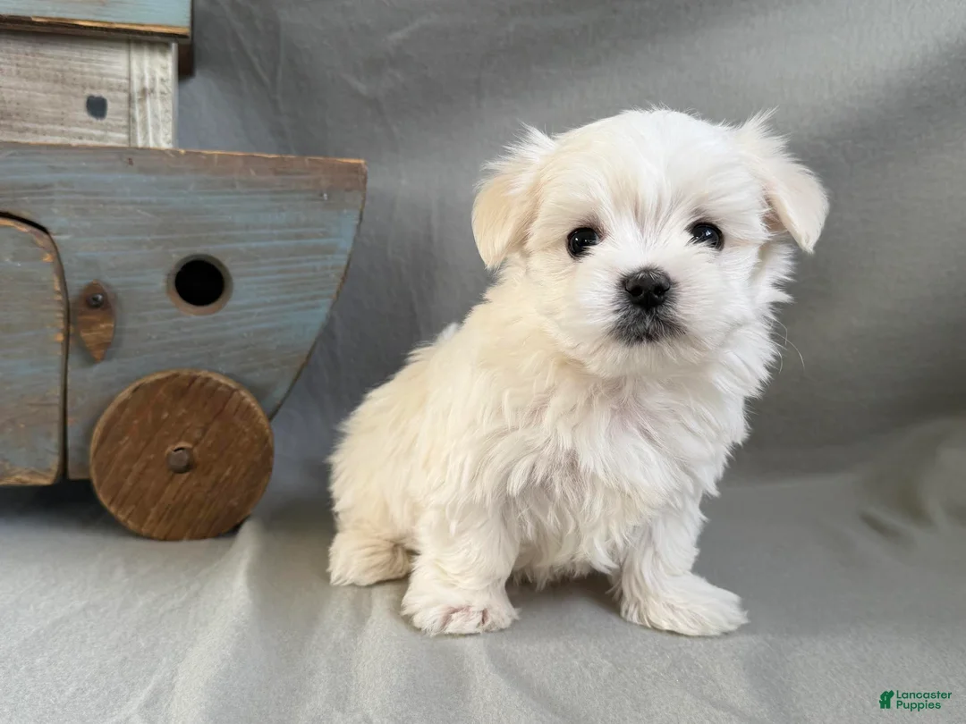 Maltese dogs for sale: Lucky - Ad 3