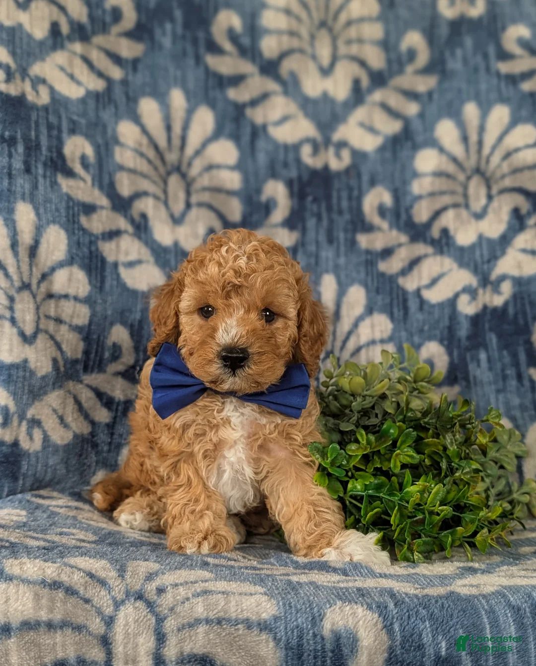 Cavapoo dogs for sale: Fabian - Ad 1