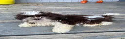 Shih Tzu dogs for sale: Tiffany - Ad 6