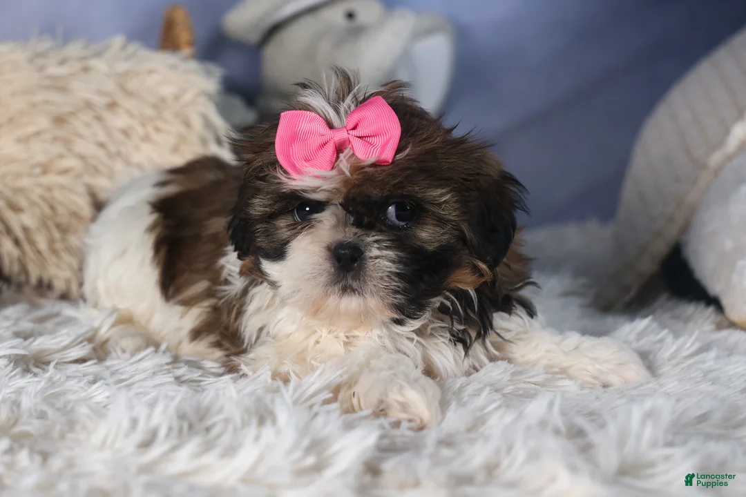 Shih Tzu dogs for sale: JENA - Ad 3