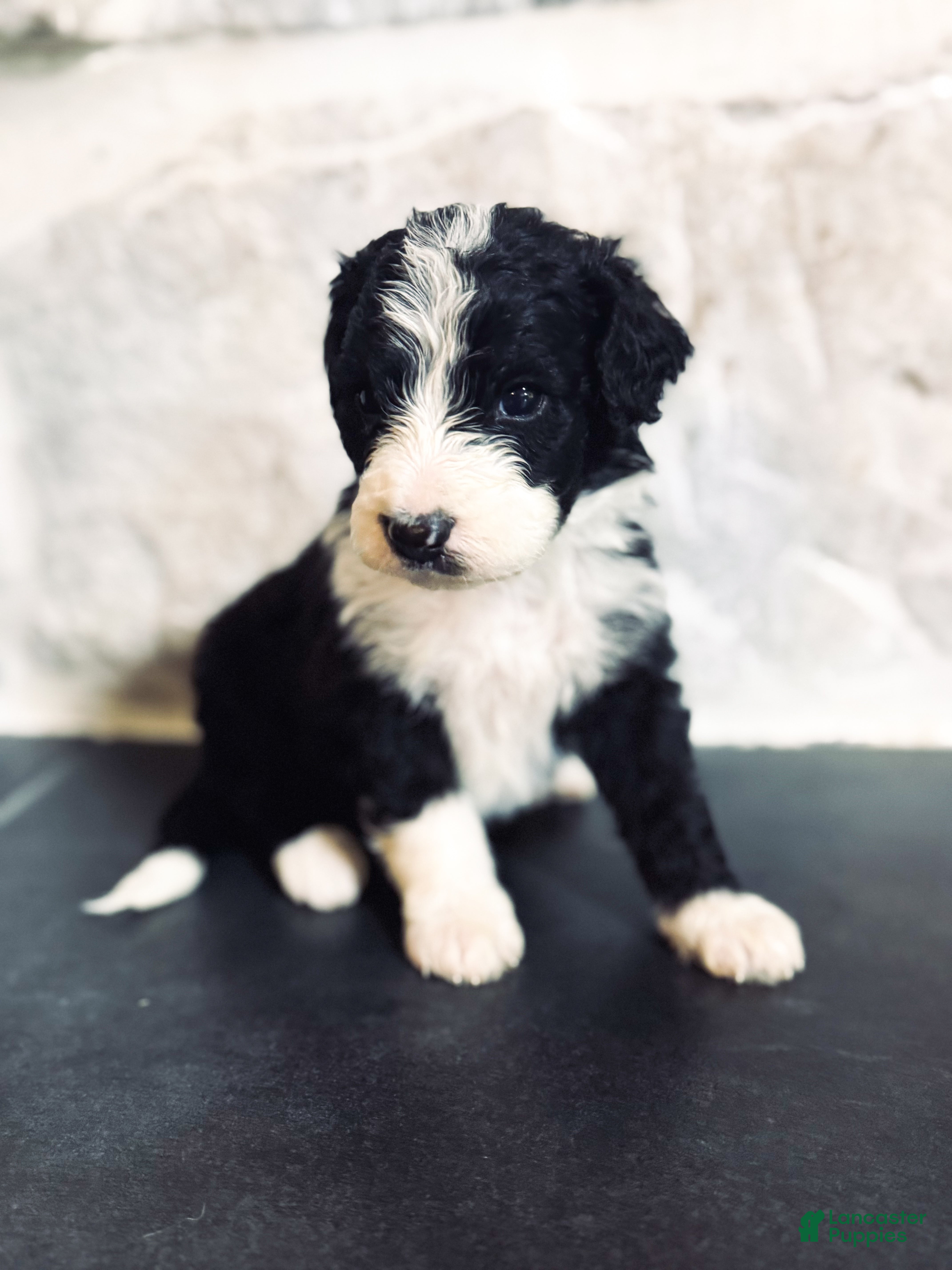 Mini Bernedoodle dogs Murphy  - Ad 19
