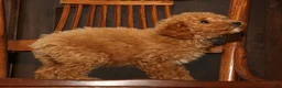 Miniature Poodle dogs for sale: Layla - Ad 8