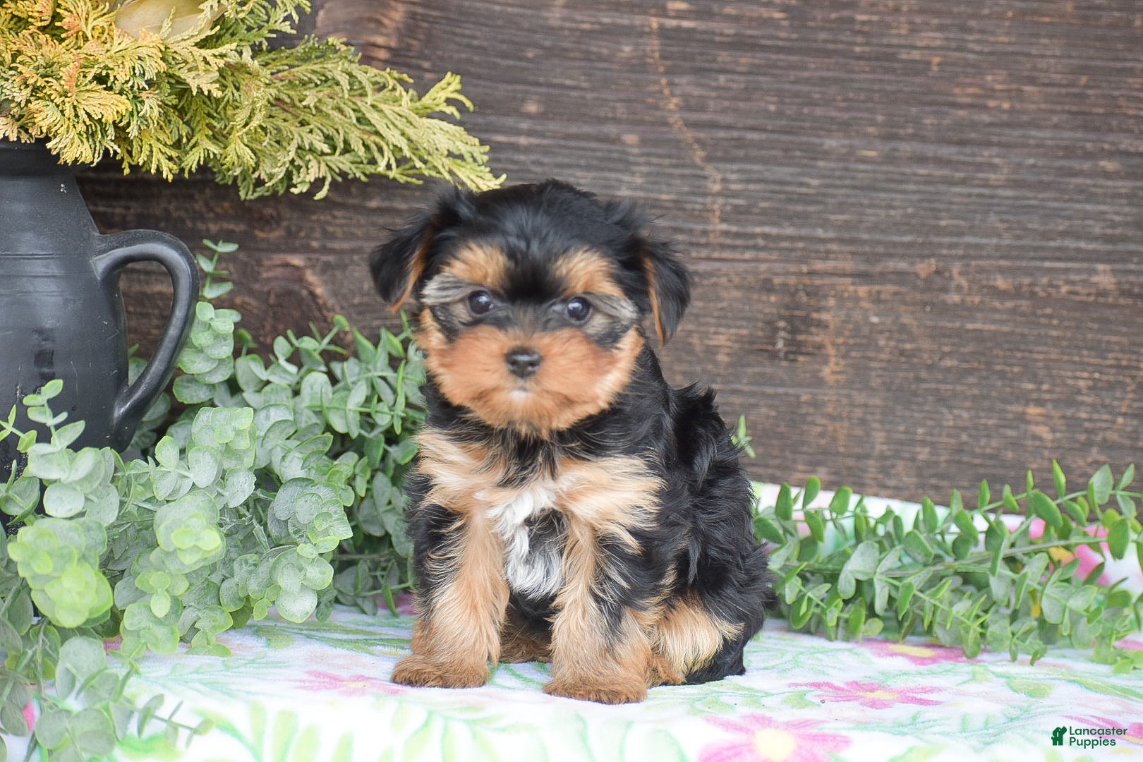 Yorkshire Terrier dogs Tana - Ad 1