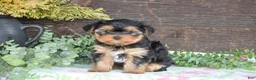 Yorkshire Terrier dogs for sale: Tana - Ad 1