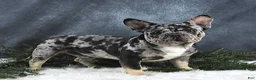Frenchton dogs for sale: Mindy - Ad 7