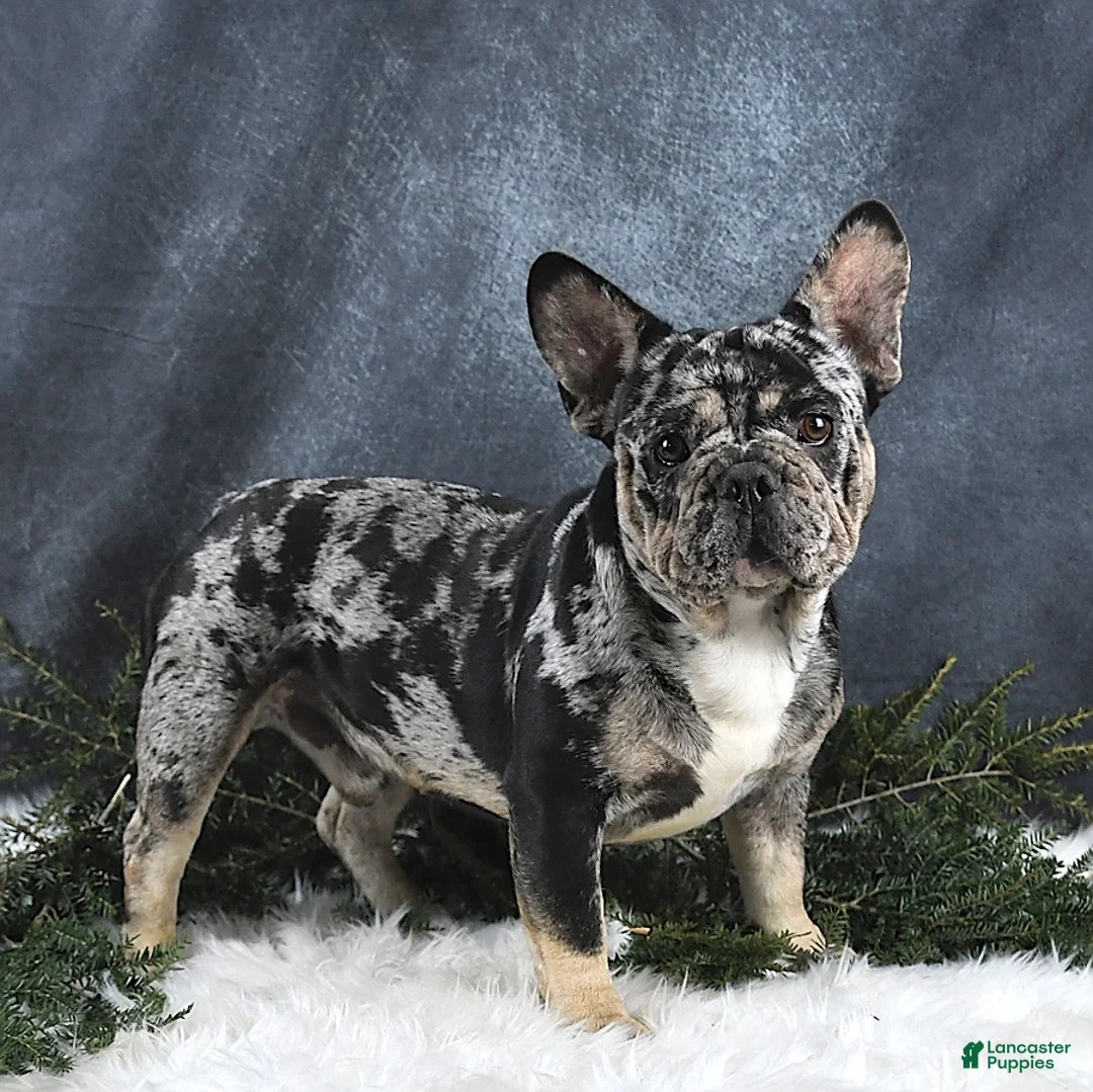 Frenchton dogs for sale: Mindy - Ad 7