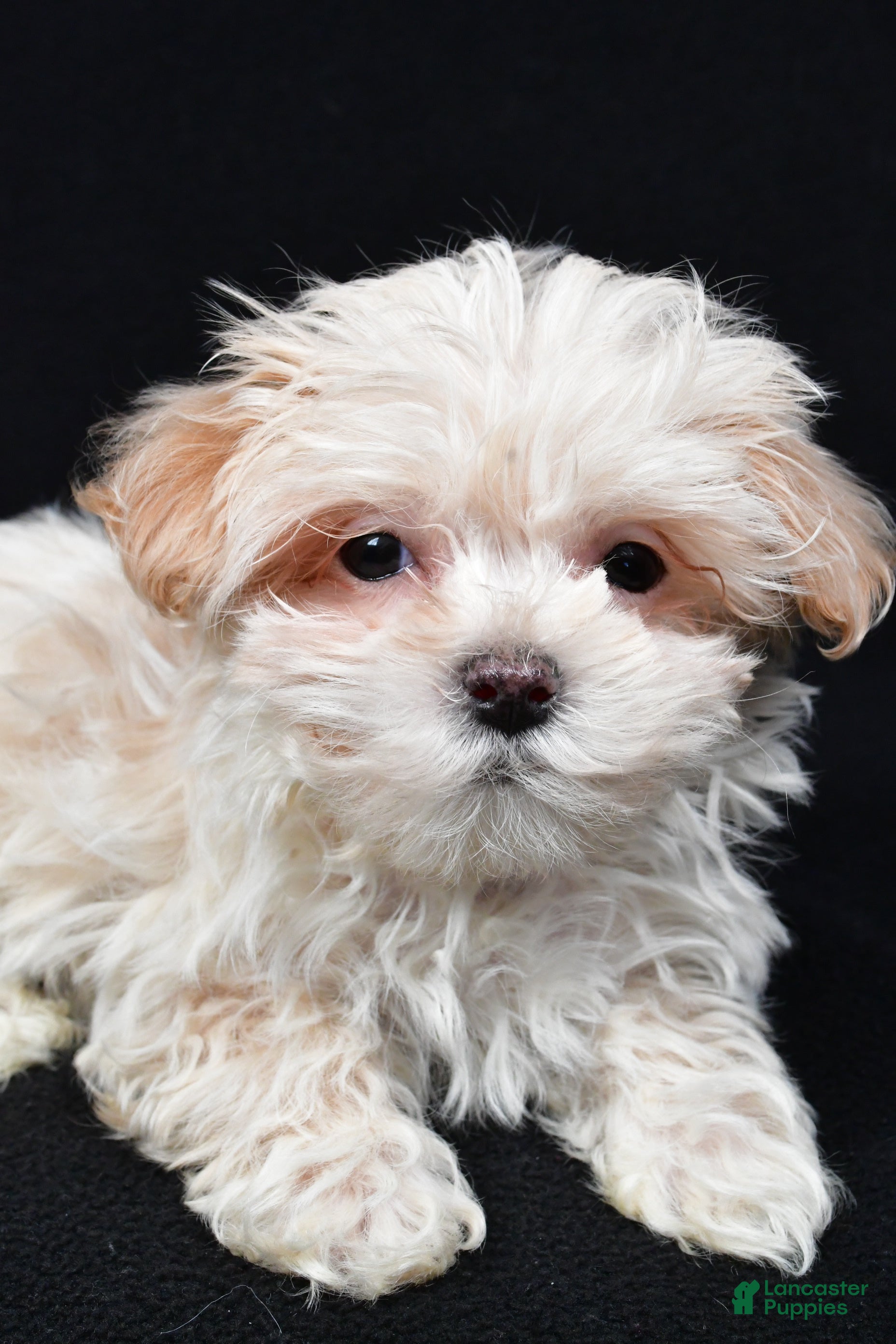 Maltipoo dogs Kaden - Ad 2