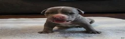 American Bully dogs for sale: Shadow - Ad 23