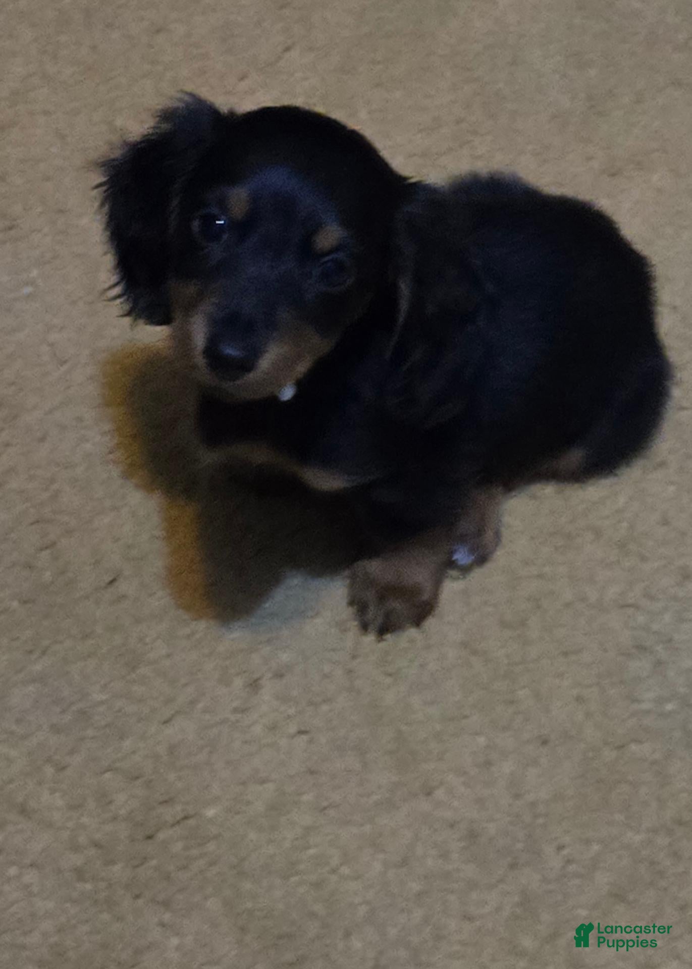Dachshund dogs for sale: Dachshund 4 - Ad 4