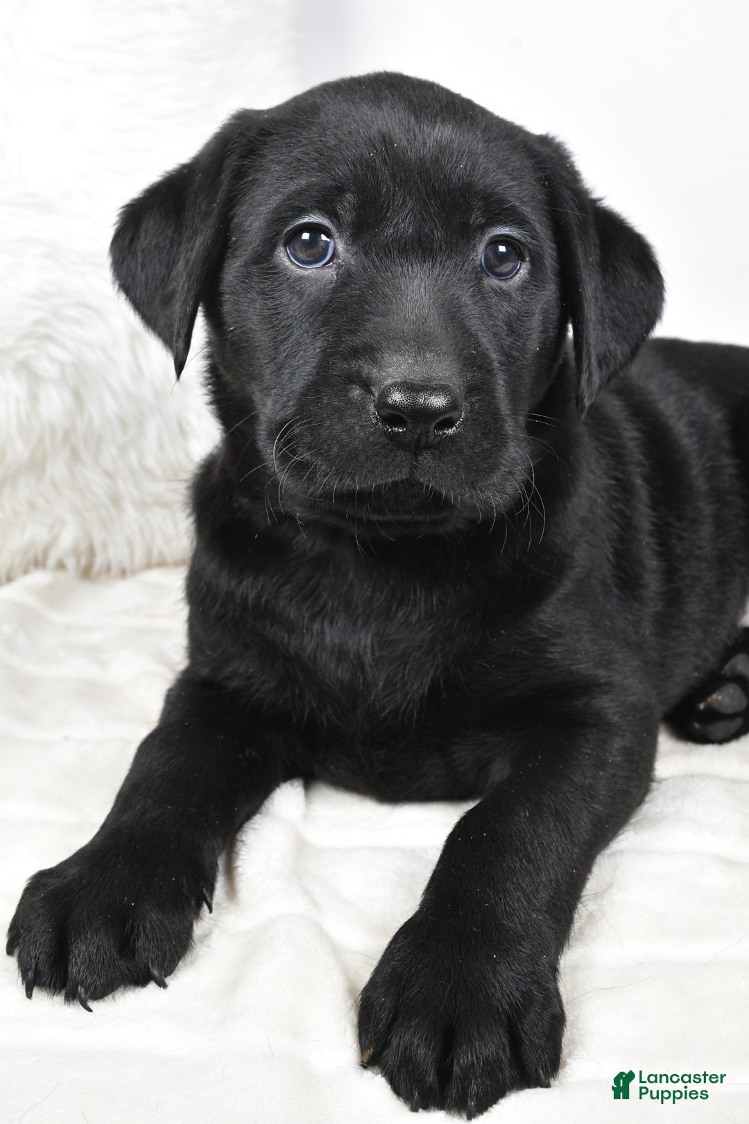 Labrador Retriever dogs for sale: Piper - Ad 8