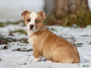 Mixed Breed dogs Pepsi - Ad 25