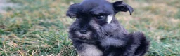 Miniature Schnauzer dogs for sale: Hazel, AKC Miniature Schnauzer - Ad 8