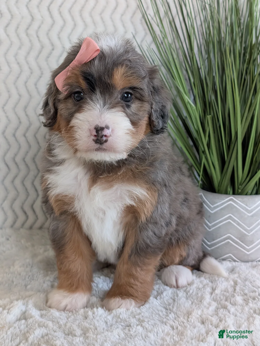 Mini Bernedoodle dogs for sale: Mini Poppy  - Ad 17