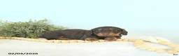 Miniature Dachshund dogs for sale: Brody - Ad 2