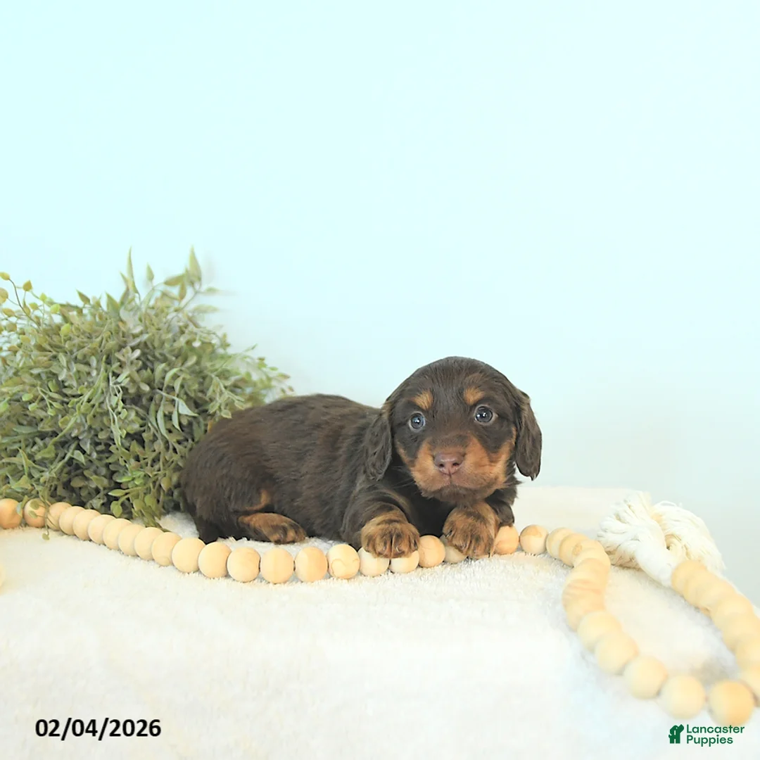 Miniature Dachshund dogs for sale: Brody - Ad 2